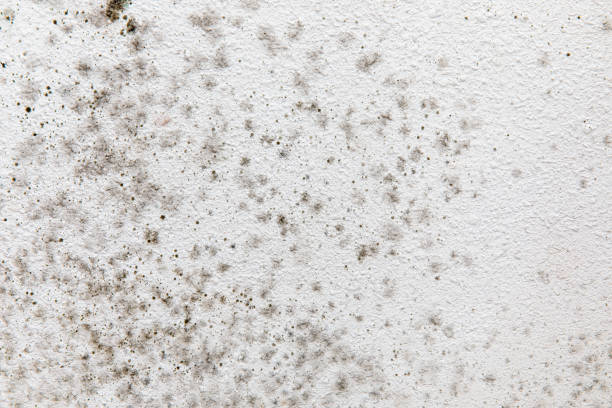 Best Industrial Mold Remediation  in Philipsburg, PA